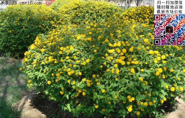 叢生棣棠花 叢生棣棠花