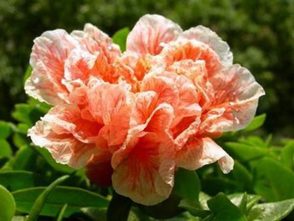 瑪瑙石榴花 瑪瑙石榴花