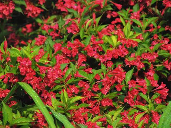 紅王子錦帶價(jià)格大幅上漲,存量不足是主因