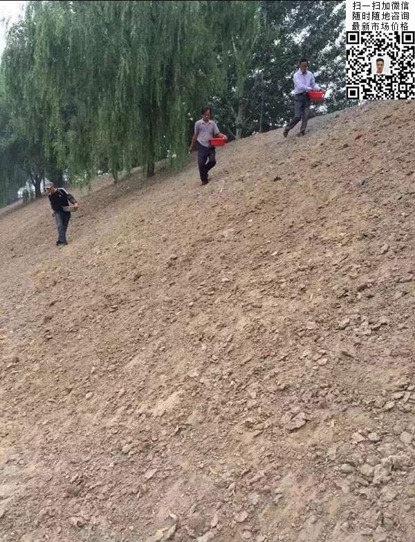 高羊茅草坪種子種植出的護(hù)坡綠化效果 高羊茅草坪種子種植出的護(hù)坡綠化效果