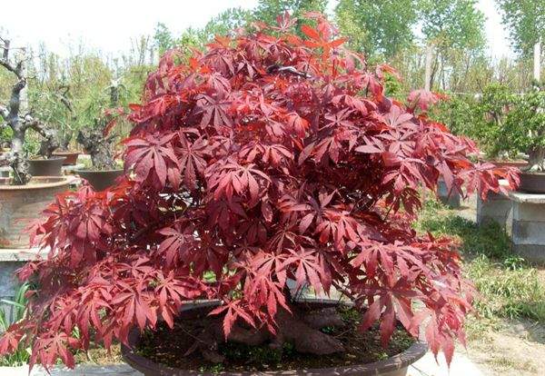 紅楓盆景 紅楓盆景