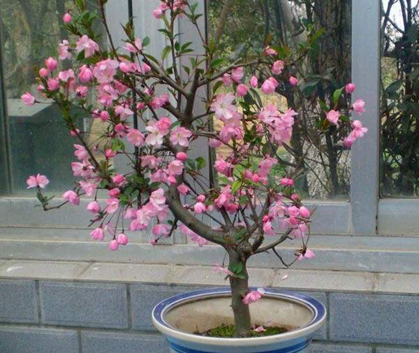 木瓜海棠盆景 木瓜海棠盆景