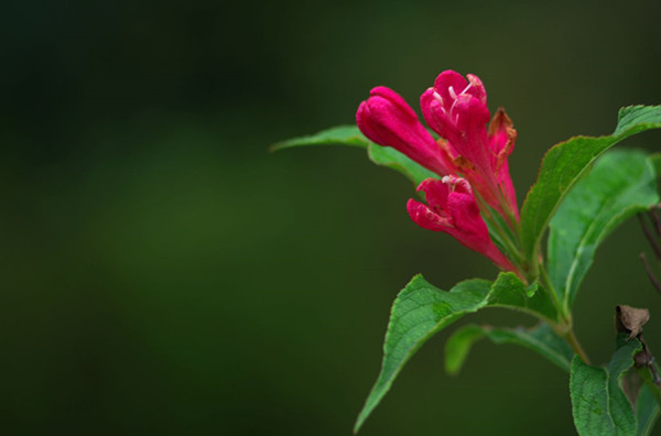 紅王子錦帶花--長景園林