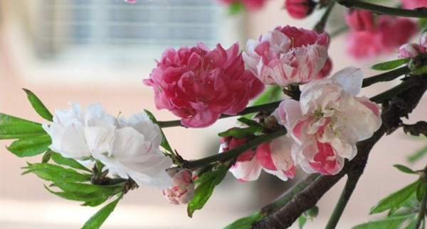 雙色碧桃--長景園林 雙色碧桃--長景園林