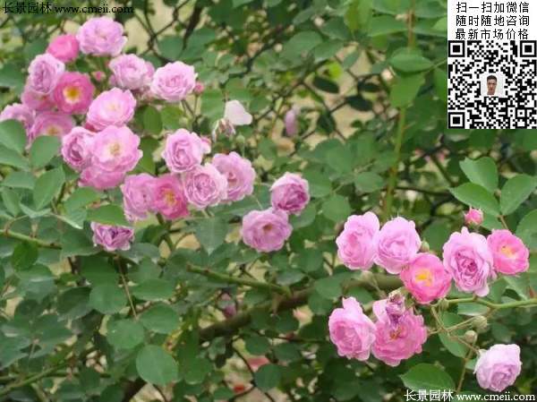 粉團薔薇花苗