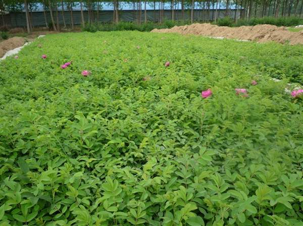 物美價廉的食用玫瑰在哪買？