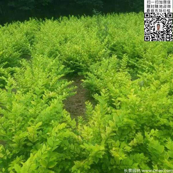 高度40公分50公分60公分金葉女貞苗圖片 高度40公分50公分60公分金葉女貞苗圖片