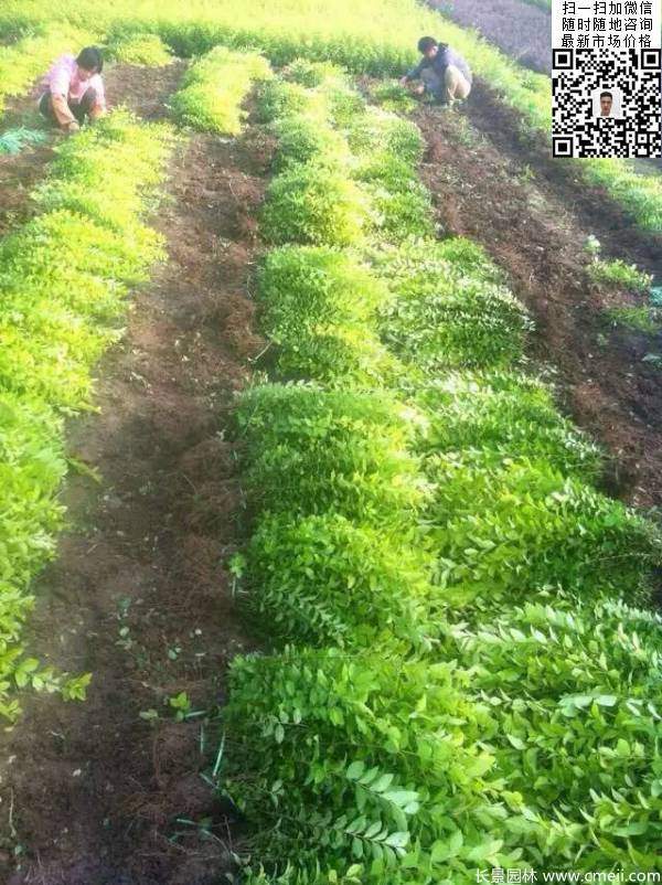 高度40公分50公分60公分金葉女貞苗圖片 高度40公分50公分60公分金葉女貞苗圖片