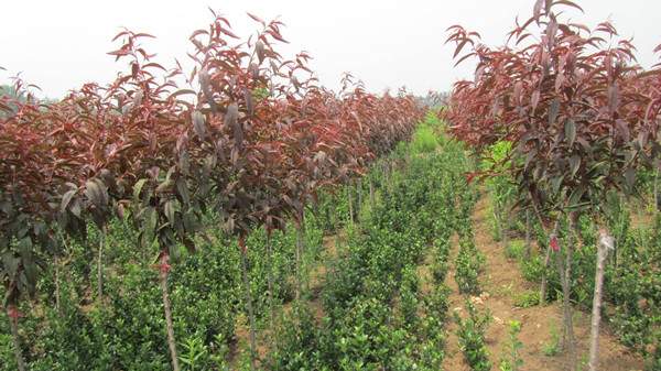 紫葉碧桃--長景園林