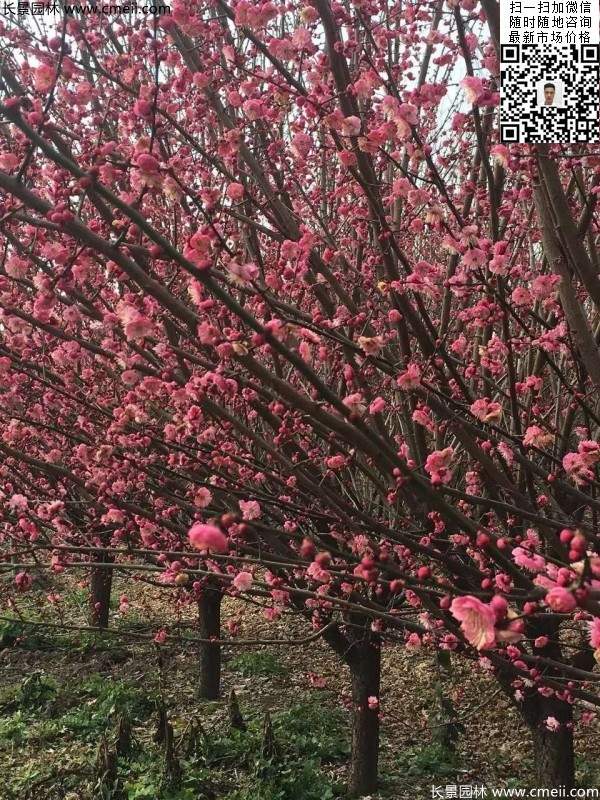 紅梅花紅梅樹紅梅價格圖片 紅梅花紅梅樹紅梅價格圖片