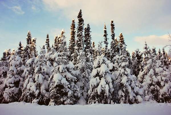 見過這樣的雪松造型樹嗎？美到你想不到