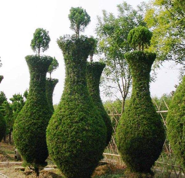 勁爆眼球的檜柏造型，心都醉了