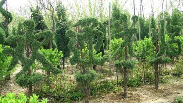 勁爆眼球的檜柏造型，心都醉了