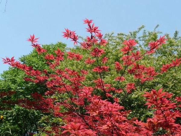 紅楓作衫，白楊為裙，美的傾國傾城！