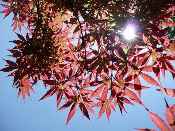 紅楓作衫，白楊為裙，美的傾國傾城！