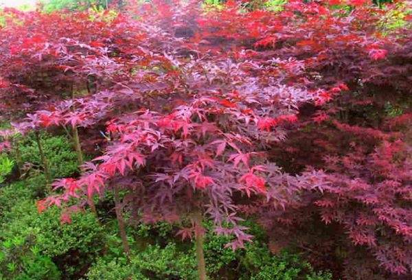 紅楓作衫，白楊為裙，美的傾國傾城！