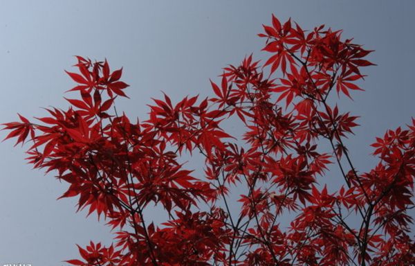 紅楓作衫，白楊為裙，美的傾國傾城！