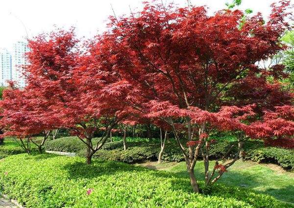 紅楓作衫，白楊為裙，美的傾國傾城！