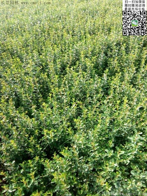 火棘球苗木圖片