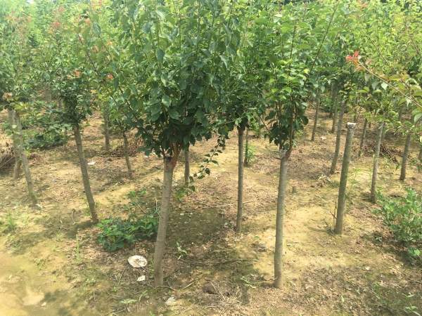 國內數一數二紅梅花產地,你知道幾個