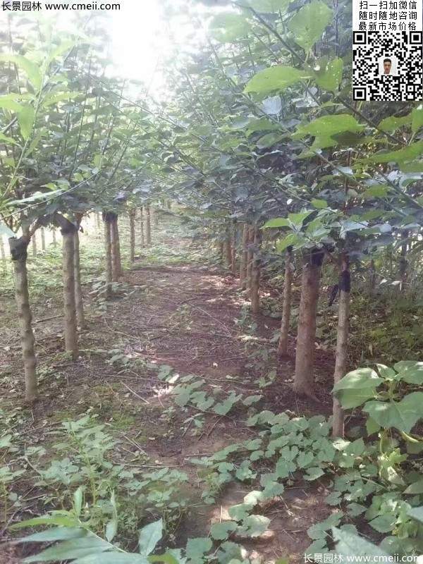 國內數一數二紅梅花產地,你知道幾個