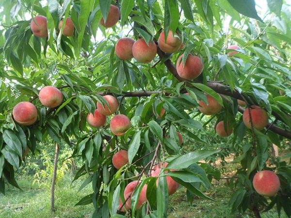 想知道桃樹結果多的秘訣嗎？