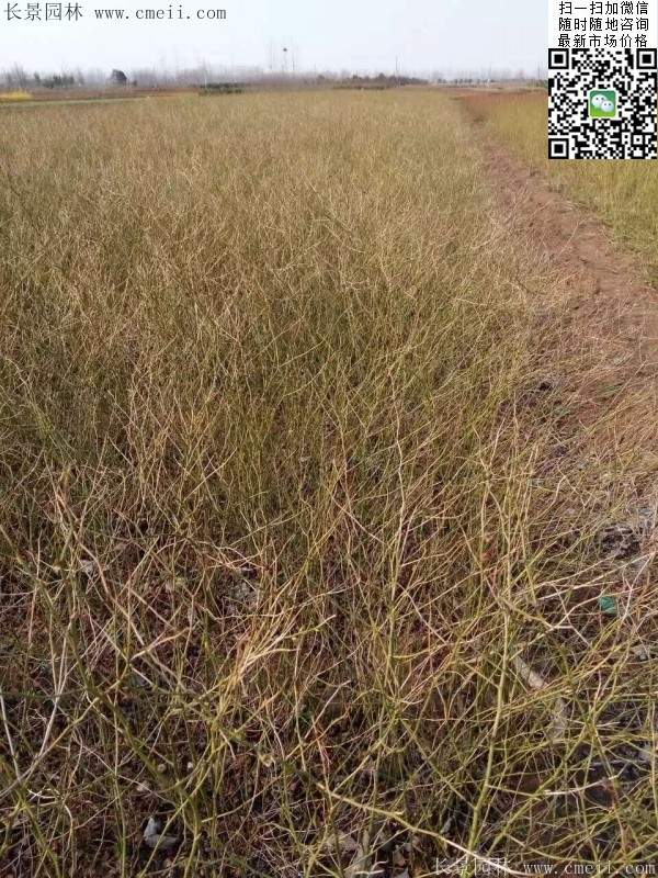 棣棠--長(zhǎng)景園林