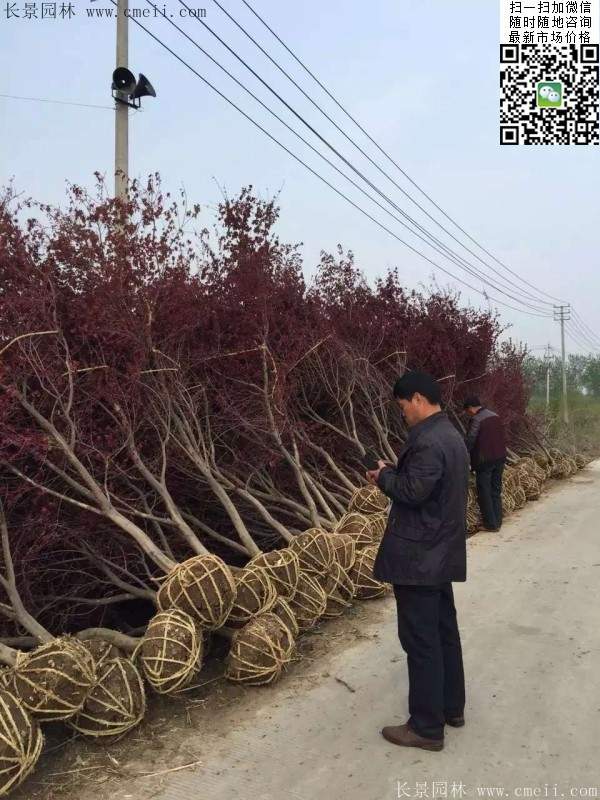 紅楓基地 紅楓基地