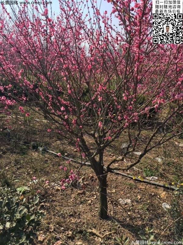 高端、大氣、上檔次的紅梅