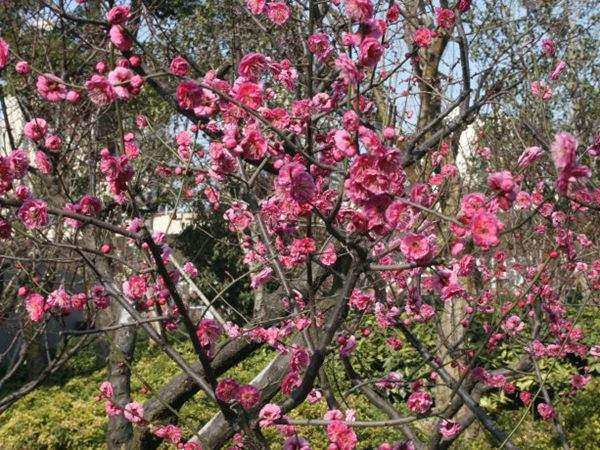 高端、大氣、上檔次的紅梅