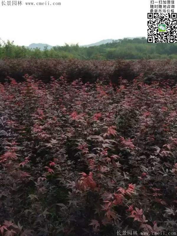 紅楓基地 紅楓基地