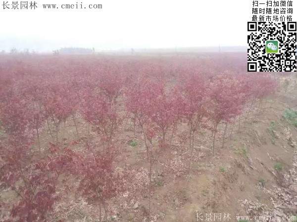 紅楓基地 紅楓基地