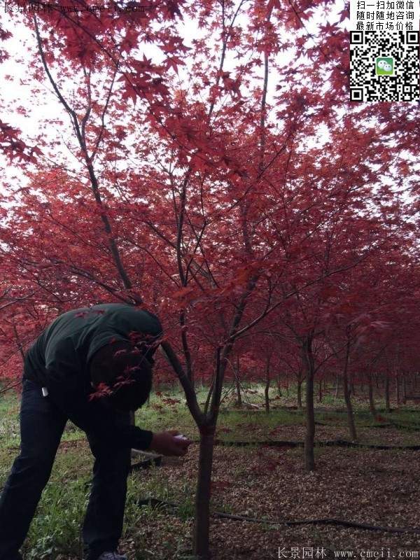 精品紅楓樹 精品紅楓樹