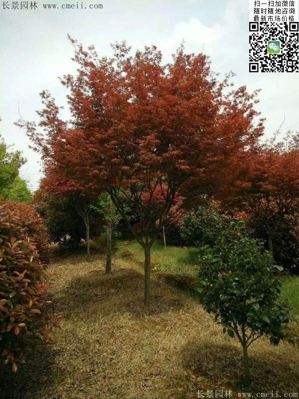 精品紅楓樹 精品紅楓樹