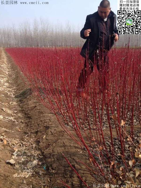 紅瑞木--長(zhǎng)景園林 紅瑞木--長(zhǎng)景園林