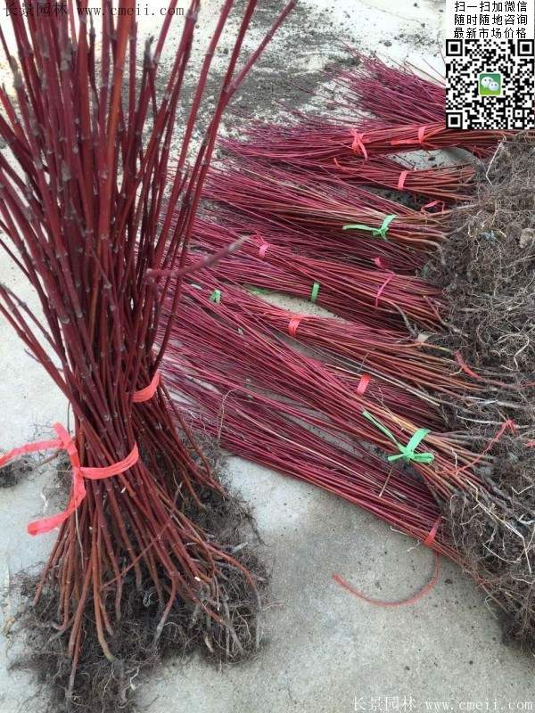 紅瑞木--長(zhǎng)景園林 紅瑞木--長(zhǎng)景園林