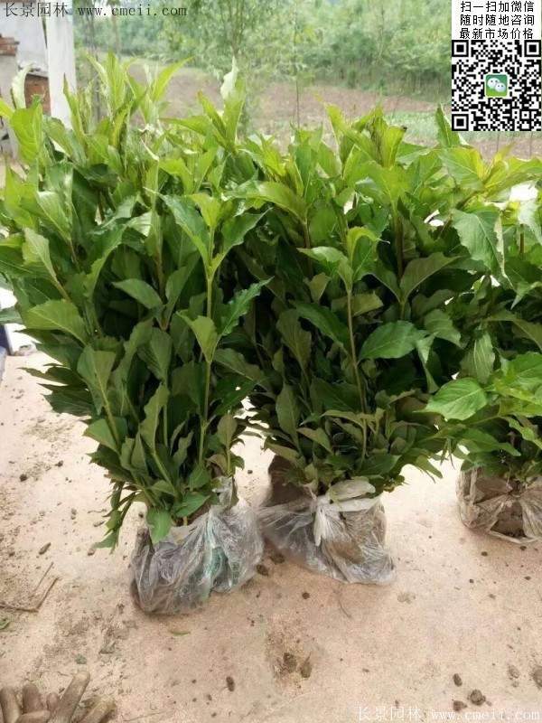 紅王子錦帶 紅王子錦帶