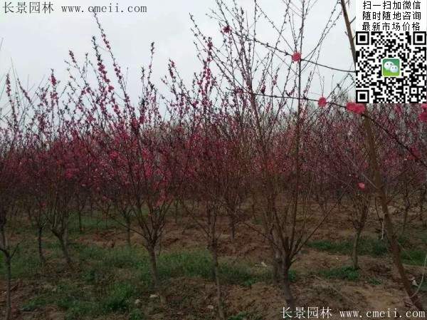 紅葉碧桃 紅葉碧桃