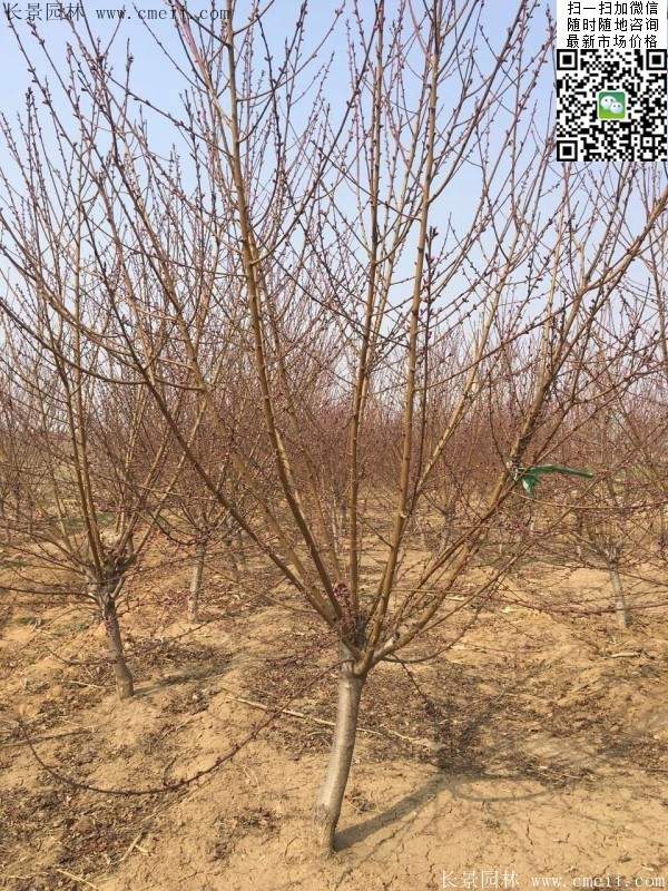 紅葉碧桃 紅葉碧桃