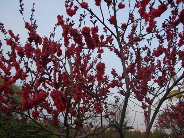 紅葉碧桃花 紅葉碧桃花