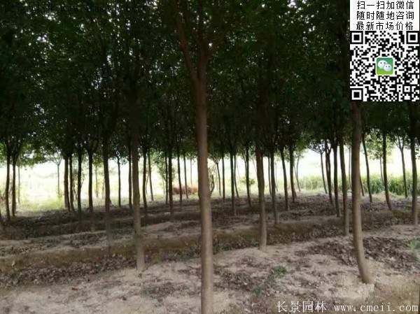 高桿紅葉石楠--長景園林 高桿紅葉石楠--長景園林