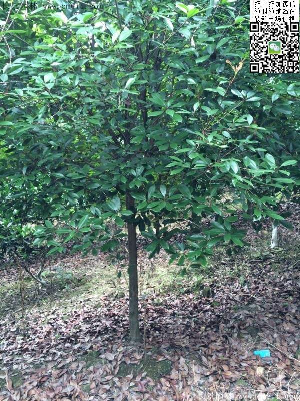 高桿紅葉石楠--長景園林 高桿紅葉石楠--長景園林