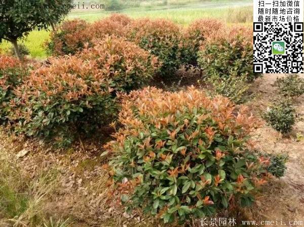 紅葉石楠--長景園林 紅葉石楠--長景園林