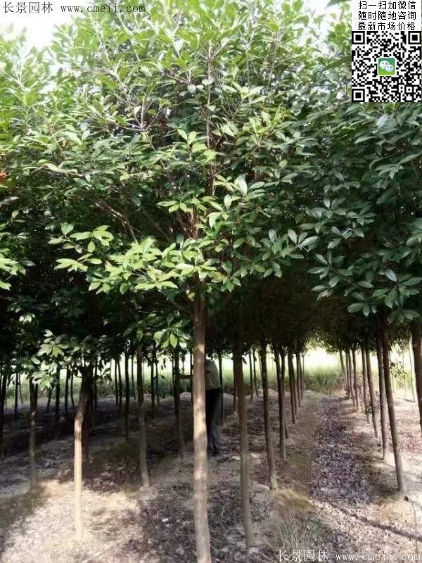 紅葉石楠樹--長景園林 紅葉石楠樹--長景園林