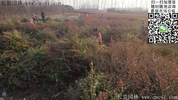 火棘--長(zhǎng)景園林 火棘--長(zhǎng)景園林