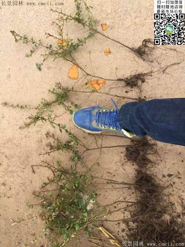 火棘--長(zhǎng)景園林 火棘--長(zhǎng)景園林