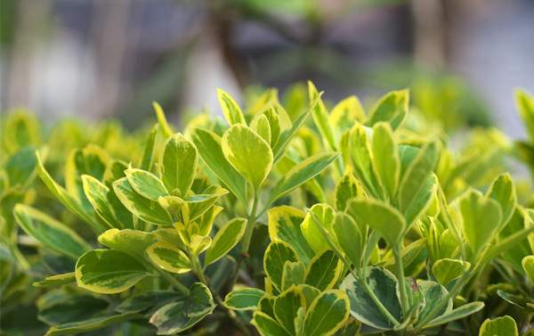 金邊黃楊 金邊黃楊