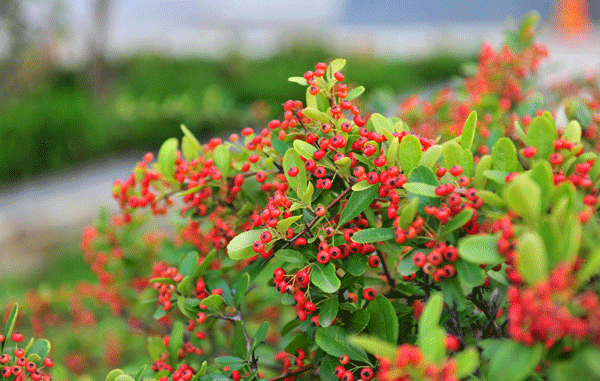 火棘--長(zhǎng)景園林 火棘--長(zhǎng)景園林