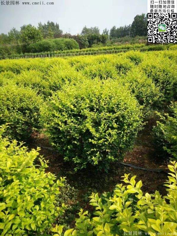 金葉女貞毛球--長景園林 金葉女貞毛球--長景園林