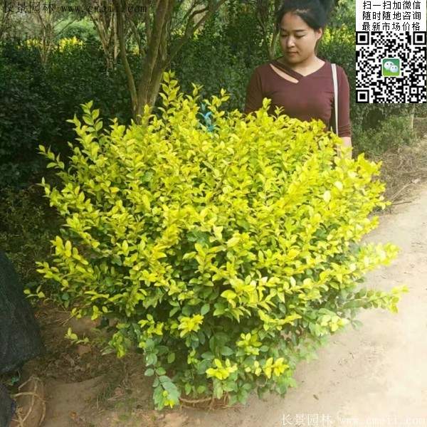 金葉女貞毛球--長景園林 金葉女貞毛球--長景園林